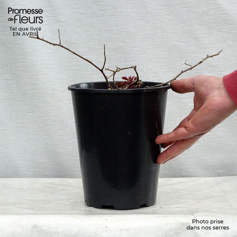 Spécimen de Rosier arbustif Rosy Cushion en pot de 4L/5L tel que livré au printemps