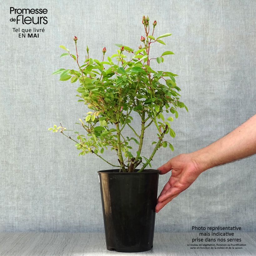 Spécimen de Rosier arbustif Rush en pot de 4L tel que livré au printemps