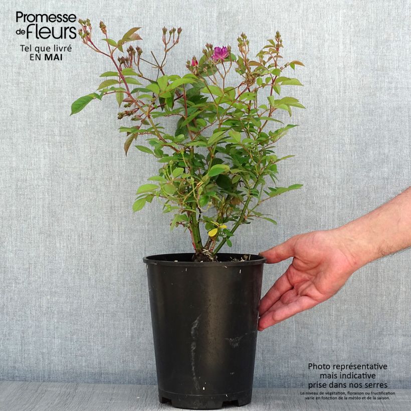 Spécimen de Rosier arbustif Sibelius - en pot 4L/5L. tel que livré au printemps