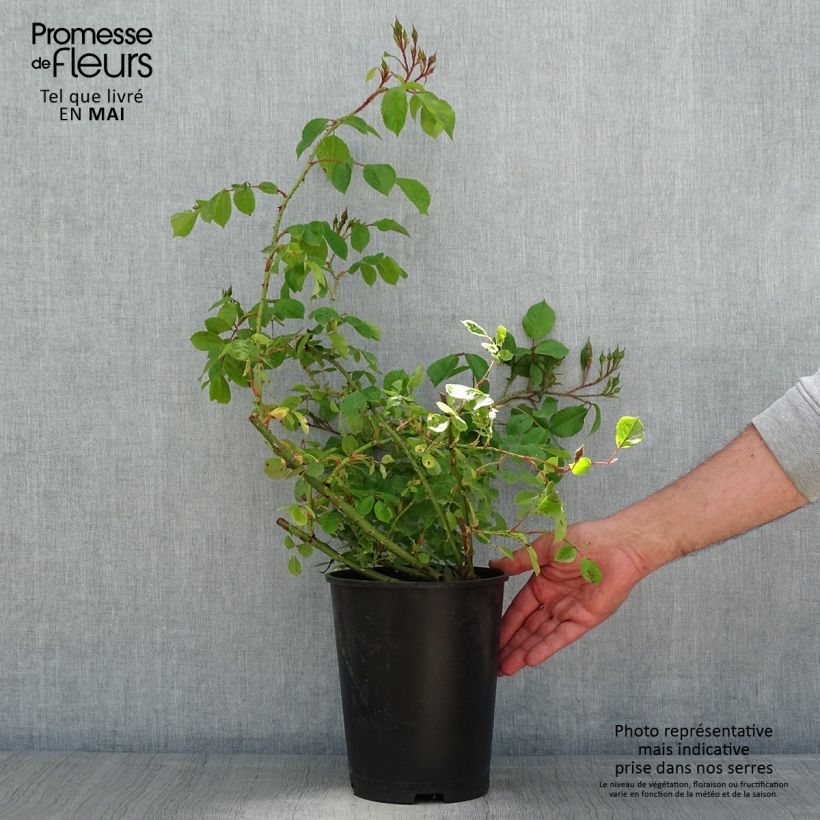 Spécimen de Rosier arbustif Smarty en pot de 4L tel que livré au printemps