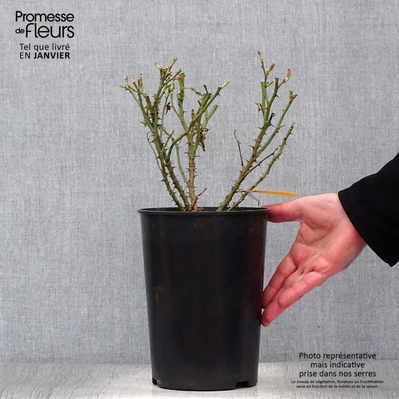 Spécimen de Rosier arbustif Soul en pot de 4L tel que livré en hiver