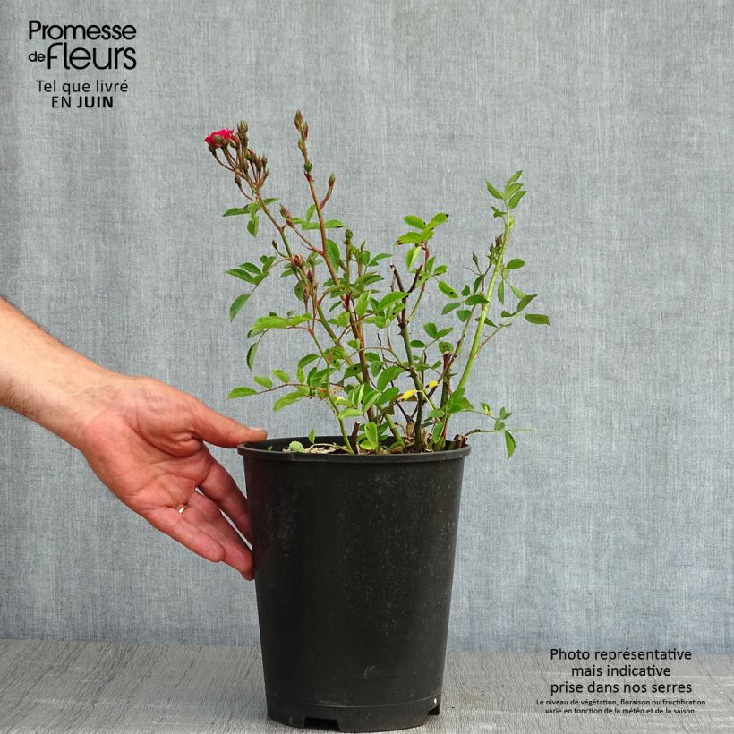Spécimen de Rosier arbustif Vif Eclat - pot de 4L/5L tel que livré au printemps