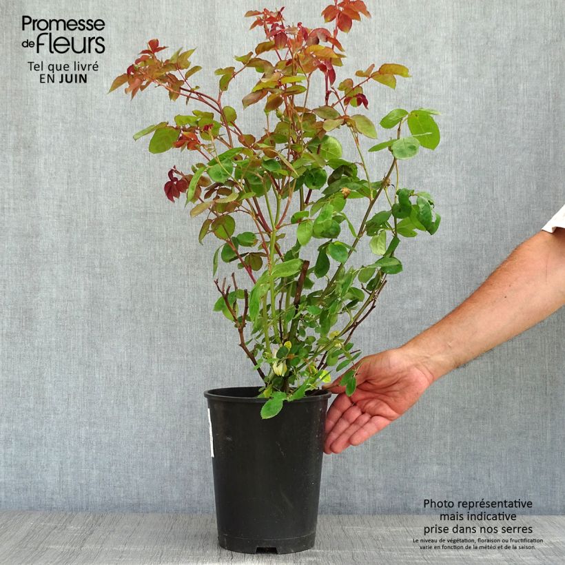 Spécimen de Rosier arbustif Violet Hood - en pot de 4L/5L tel que livré au printemps