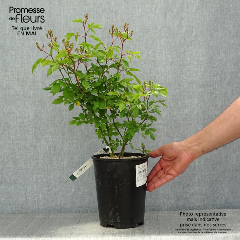 Spécimen de Rosier arbustif Waterloo - en pot de 4L/5L tel que livré au printemps
