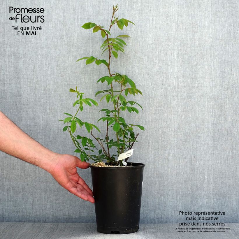 Spécimen de Rosier arbustif White Magic - en pot de 4L/5L tel que livré au printemps
