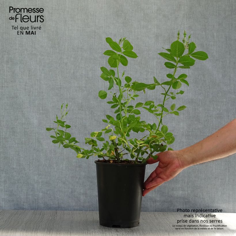 Spécimen de Rosier arbustif Yann Arthus-Bertrand en pot de 4L tel que livré au printemps