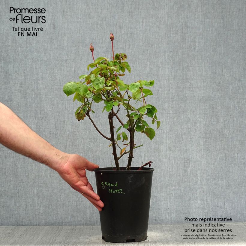 Spécimen de Rosier arbustif ou grimpant Grand Hotel Pot de 4L/5L tel que livré au printemps