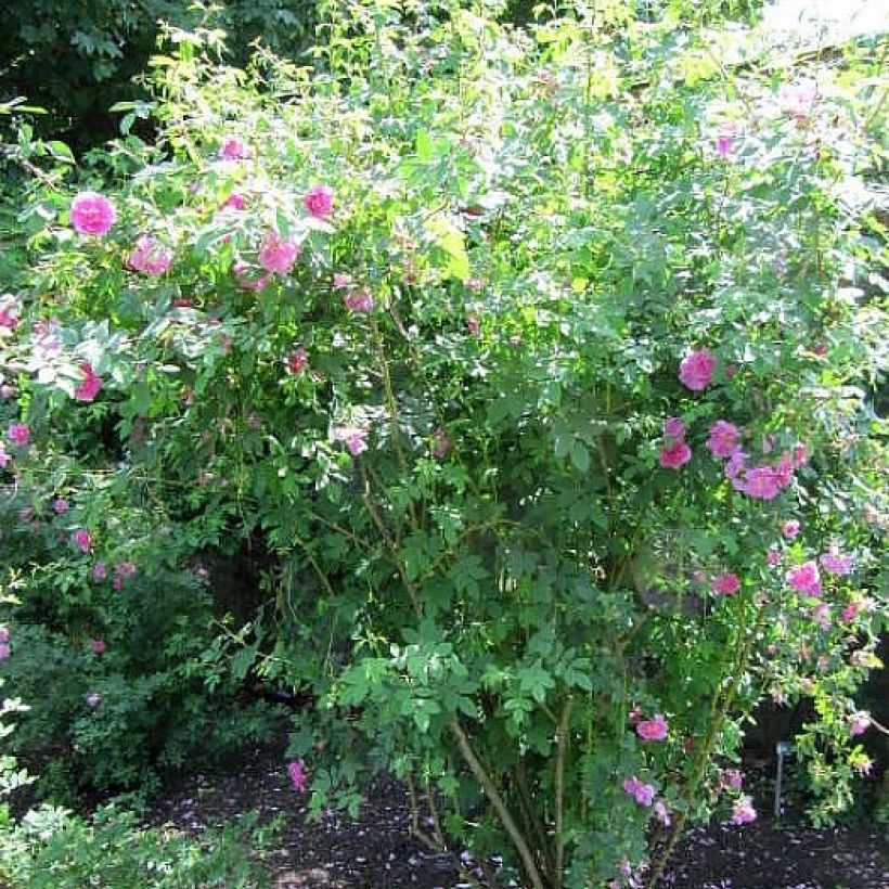 Rosier botanique - Rosa californica Plena (Port)