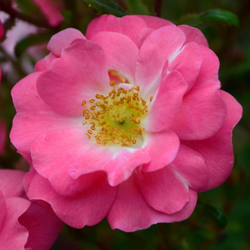 Rosier botanique - Rosa californica Plena (Floraison)