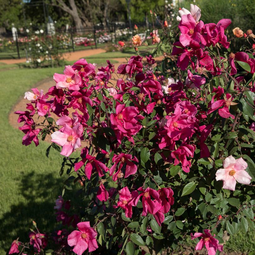 Rosier botanique - Rosa chinensis Mutabilis (Port)