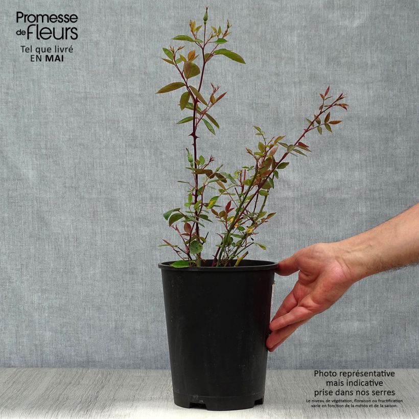 Spécimen de Rosier botanique - Rosa chinensis Mutabilis en pot de 4,5L tel que livré au printemps