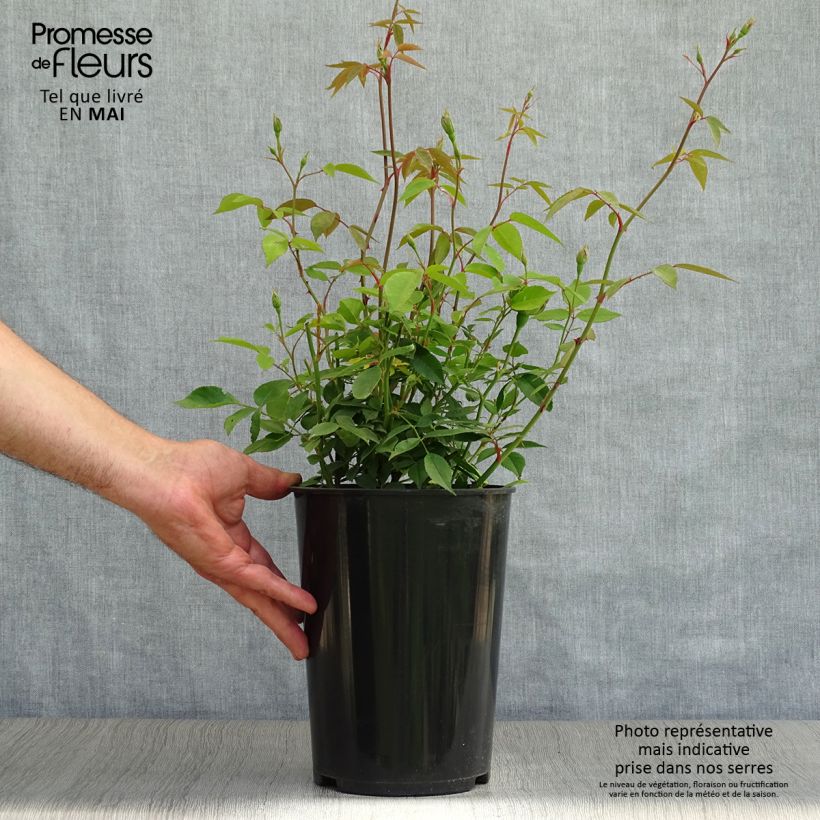 Spécimen de Rosier botanique - Rosa chinensis Viridiflora - Rose verte Pot de 4L/5L, Qualité 2 branches tel que livré au printemps