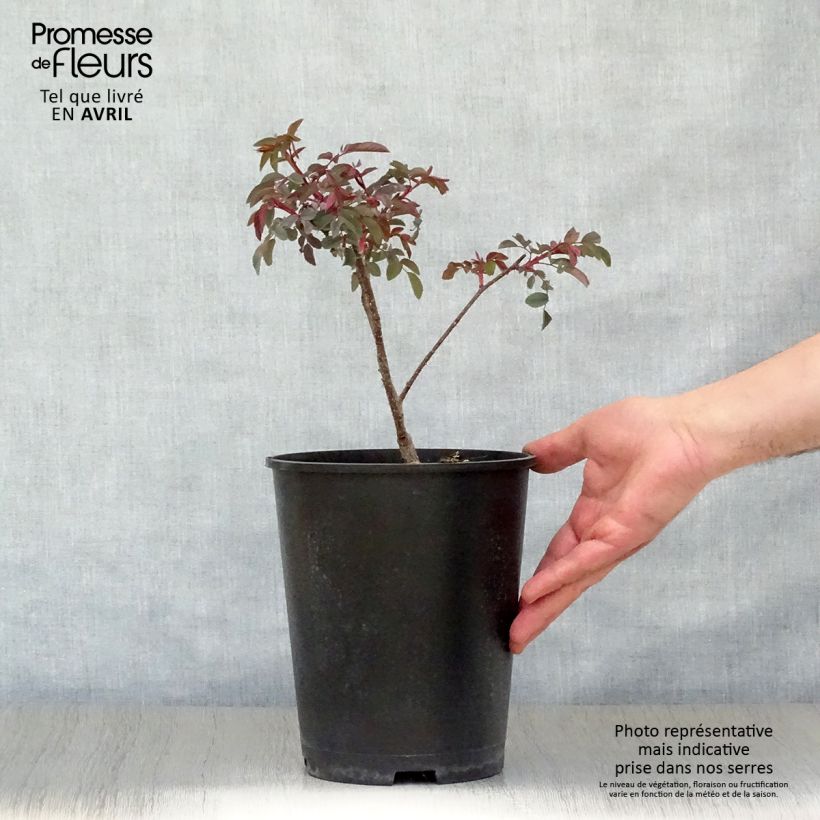 Spécimen de Rosier botanique - Rosa glauca ou rubrifolia en pot de 3L tel que livré au printemps