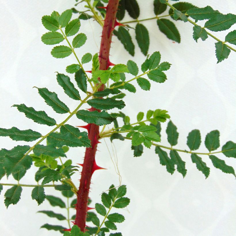 Rosier botanique - Rosa hugonis (Feuillage)
