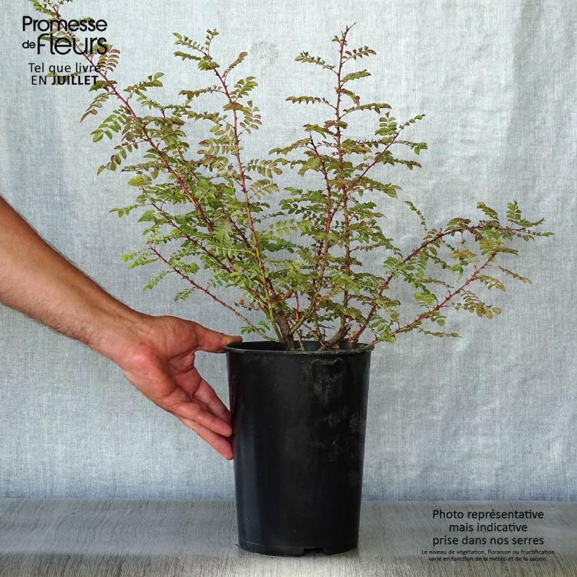 Spécimen de Rosier botanique - Rosa hugonis Pot de 3L/4L, Qualité 2 branches tel que livré en été