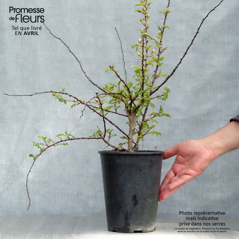 Spécimen de Rosier botanique - Rosa hugonis en pot de 3L/4L tel que livré au printemps