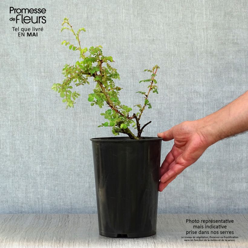 Spécimen de Rosier botanique - Rosa moyesii Geranium en pot de 3L/4L tel que livré au printemps