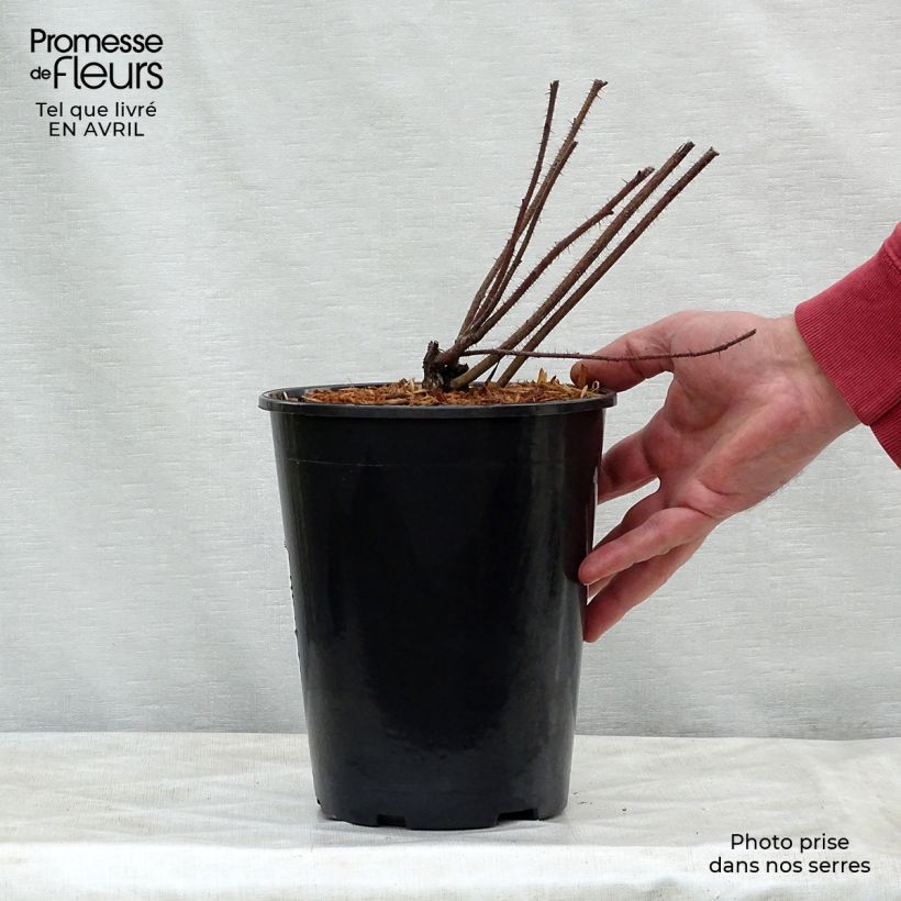 Spécimen de Rosier botanique - Rosa nitida en pot de 3L tel que livré au printemps