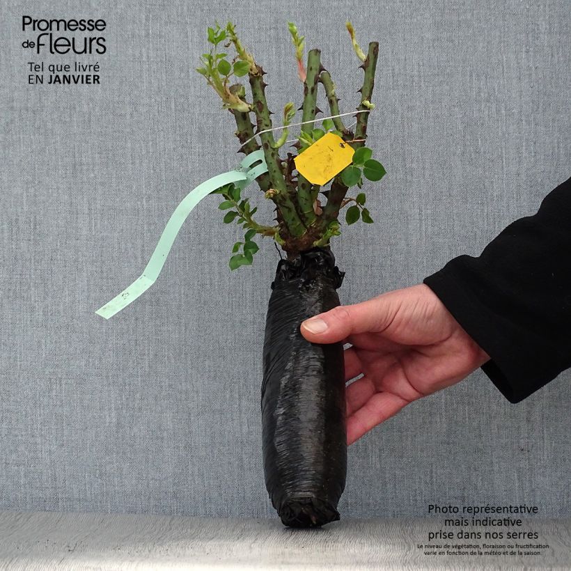 Spécimen de Rosier botanique - Rosa omeiensis Pteracantha en Motte tel que livré en hiver
