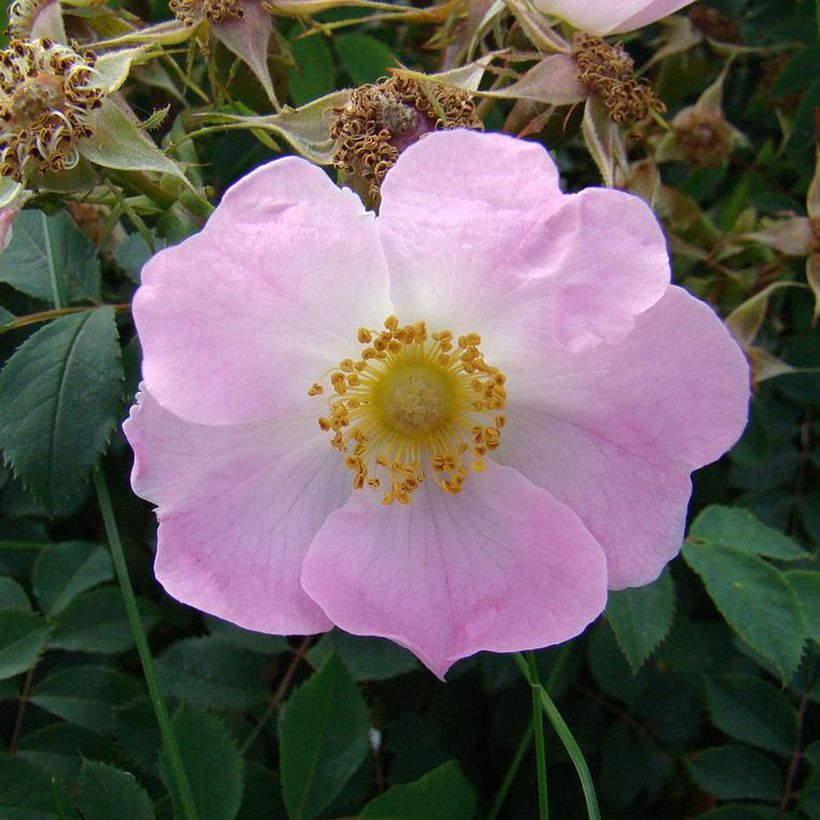 Rosier botanique pendulina Bourgogne (Floraison)