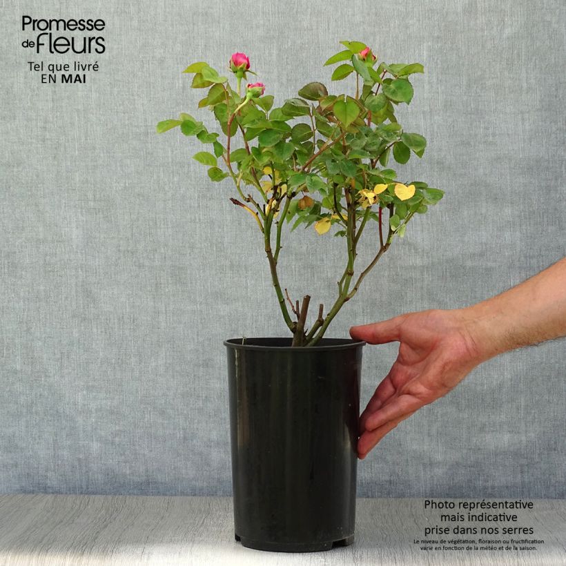 Spécimen de Rosier buisson Eisvogel en pot de 4L/5L tel que livré au printemps