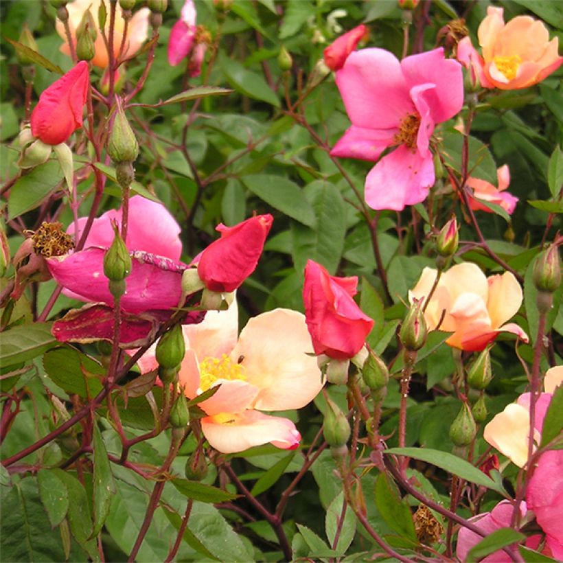 Rosier botanique - Rosa chinensis Mutabilis (Floraison)