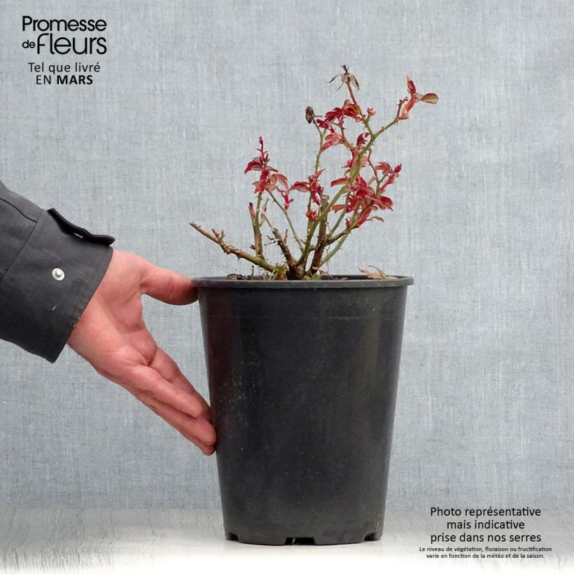 Spécimen de Rosier couvre-sol Amber Sun en pot de 3L tel que livré au printemps
