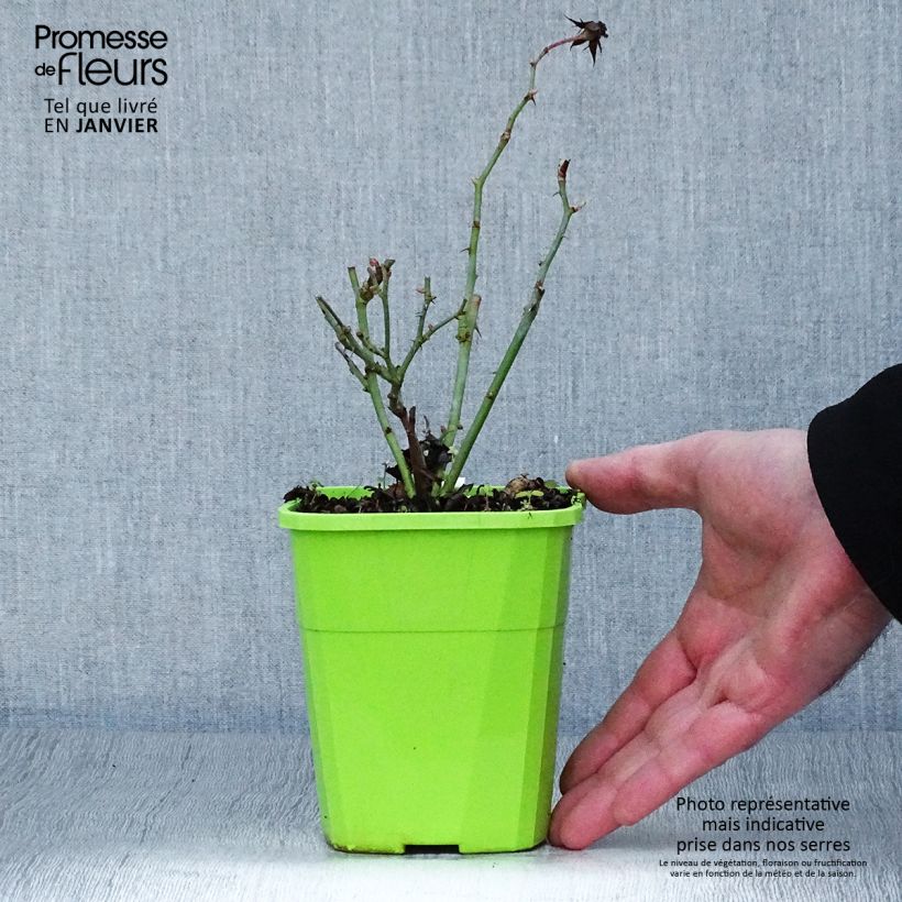 Spécimen de Rosier couvre-sol Amica en pot de 1.5L tel que livré en hiver