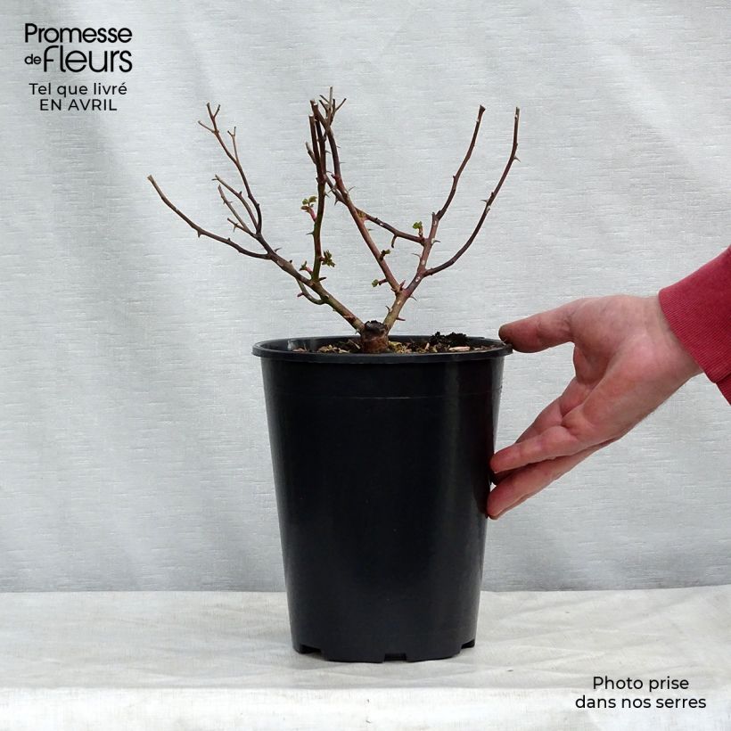 Spécimen de Rosier couvre-sol Amica en pot de 3L/4L tel que livré au printemps