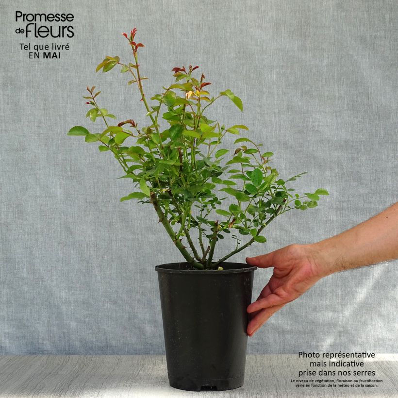 Spécimen de Rosier couvre-sol Aspirin Rose en pot de 3L tel que livré au printemps