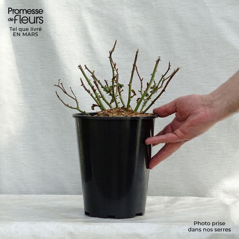 Spécimen de Rosier couvre-sol Country Dream (Beauce® Korsilan) - en pot de 3L/4L tel que livré au printemps