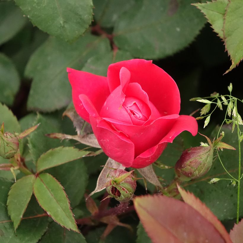 Rosier couvre-sol Double Knock Out (Floraison)