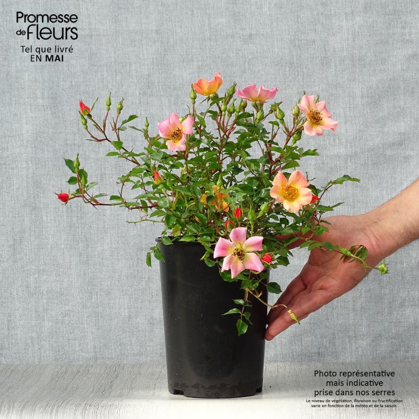 Spécimen de Rosier couvre-sol Happy Chappy en pot de 2L/3L tel que livré au printemps