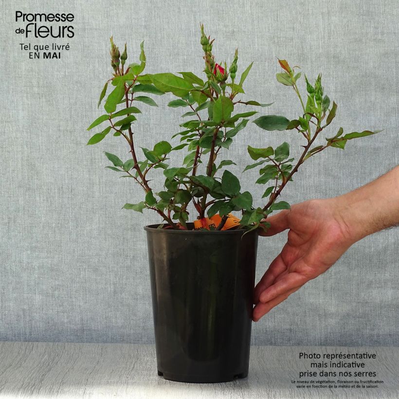 Spécimen de Rosier couvre-sol Knock Out Radrazz en pot de 4L/5L tel que livré au printemps