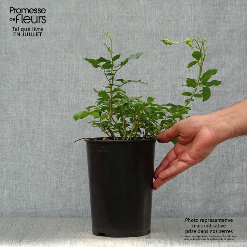 Spécimen de Rosier couvre-sol Larissa Pot de 3L/4L tel que livré en été