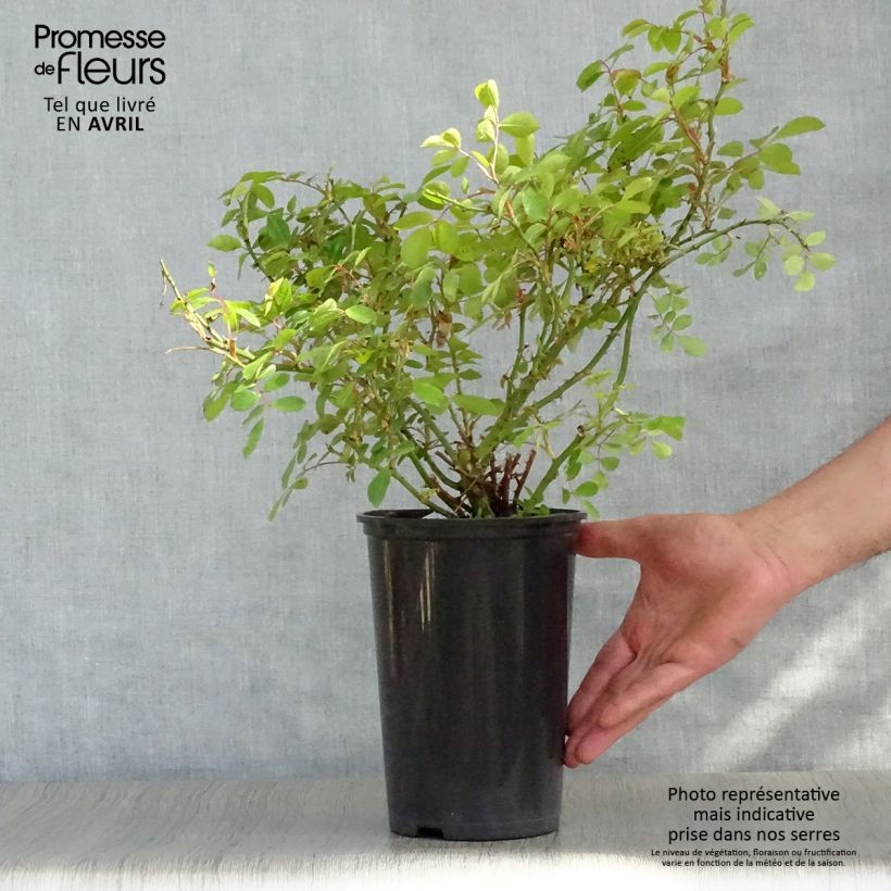 Spécimen de Rosier couvre-sol Larissa en pot de 3L./4L. tel que livré au printemps