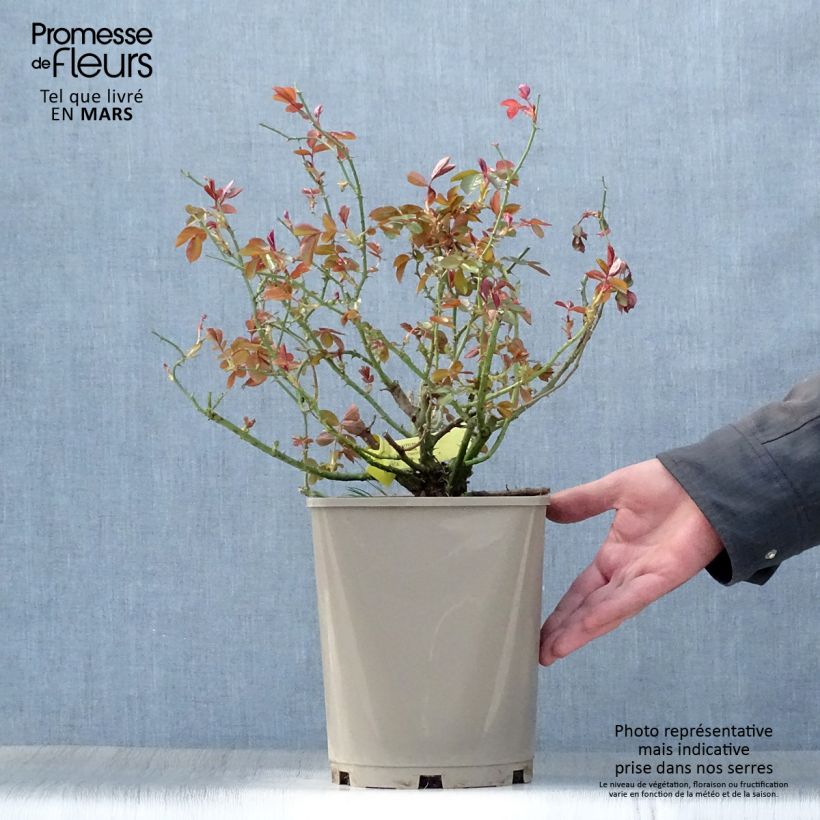 Spécimen de Rosier couvre-sol Mainaufeuer en pot de 4L/5L tel que livré au printemps