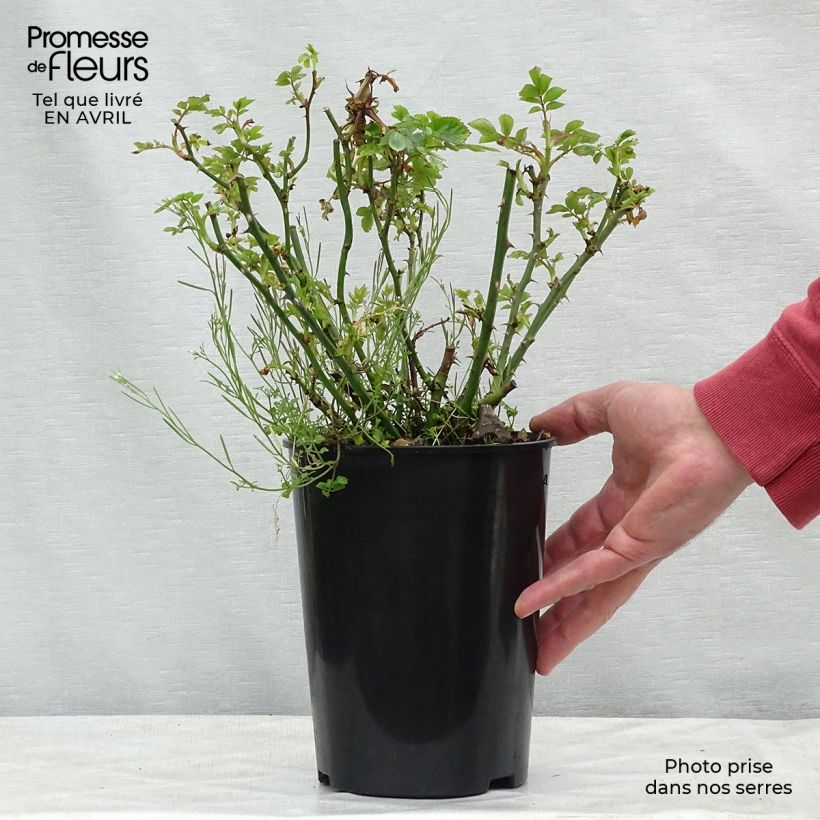 Spécimen de Rosier couvre-sol Marondo en pot de 3L tel que livré au printemps