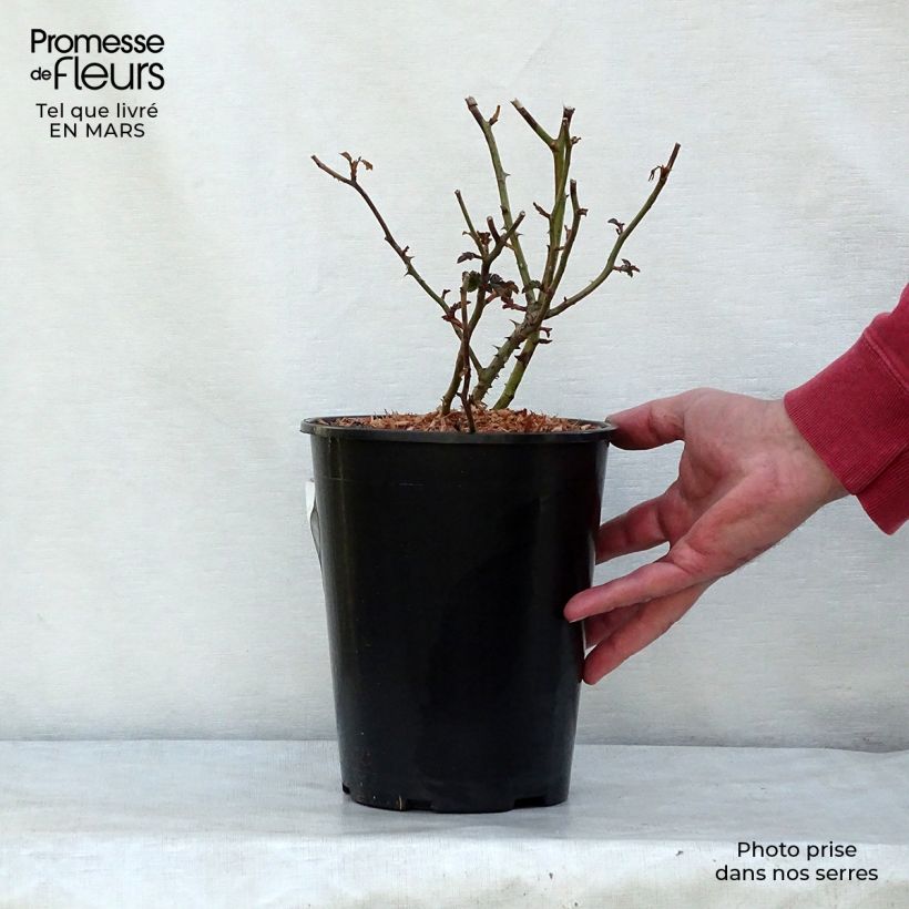 Spécimen de Rosier couvre-sol Mirato en pot de 3L tel que livré au printemps
