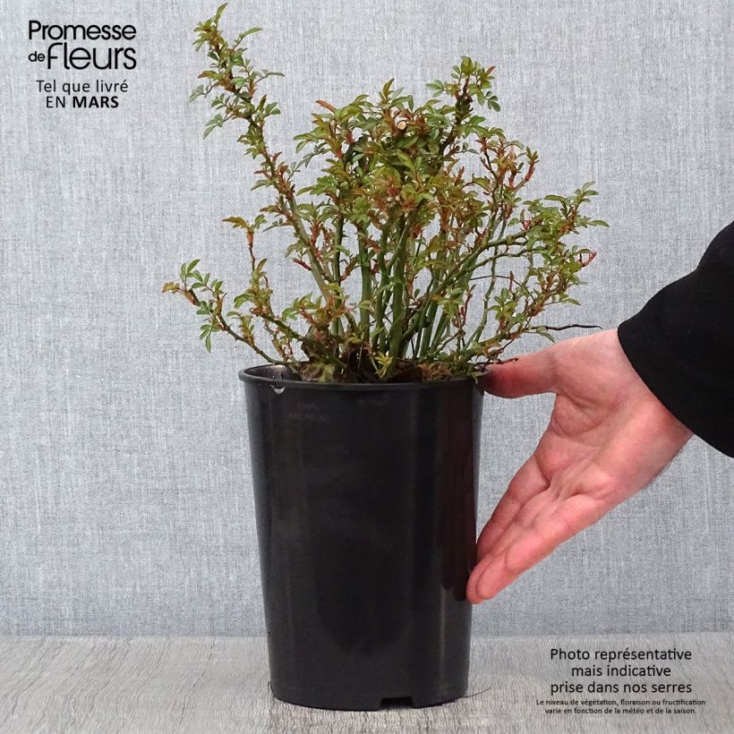 Spécimen de Rosier couvre-sol Nozomi  Pot de 1L/1,5L tel que livré en hiver