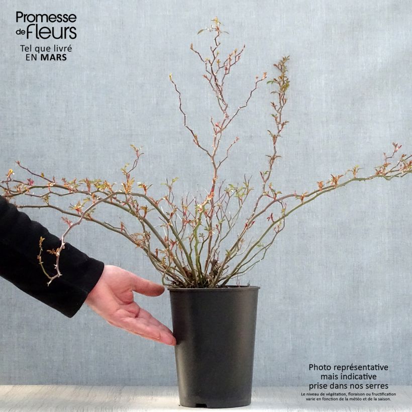 Spécimen de Rosier couvre-sol Nozomi  en pot de 1L/1.5L tel que livré au printemps