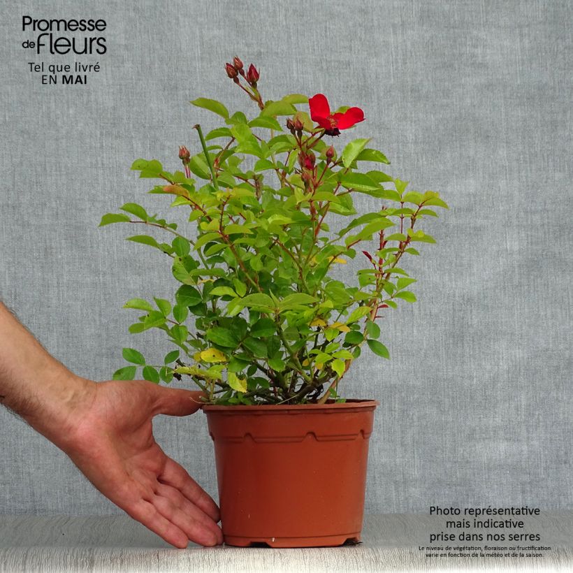 Spécimen de Rosier couvre-sol Pink Flash en pot de 4L/5L tel que livré au printemps