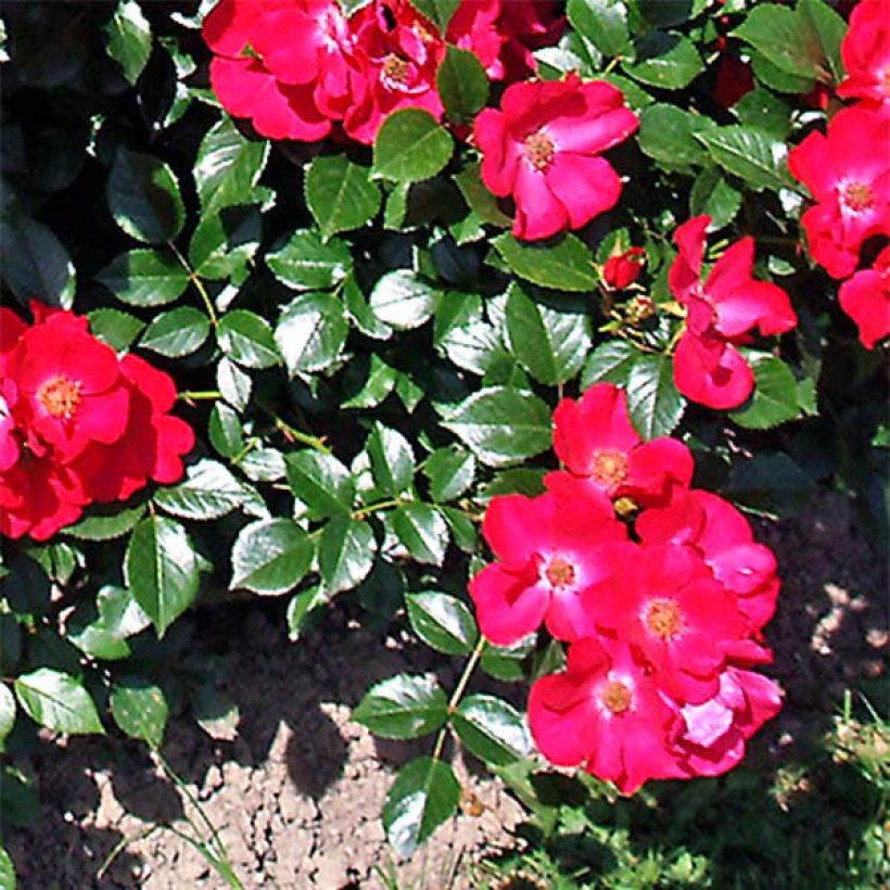 Flocage couvre-sol prairie en fleurs rouge 12 x 18 cm - LR PRESSE