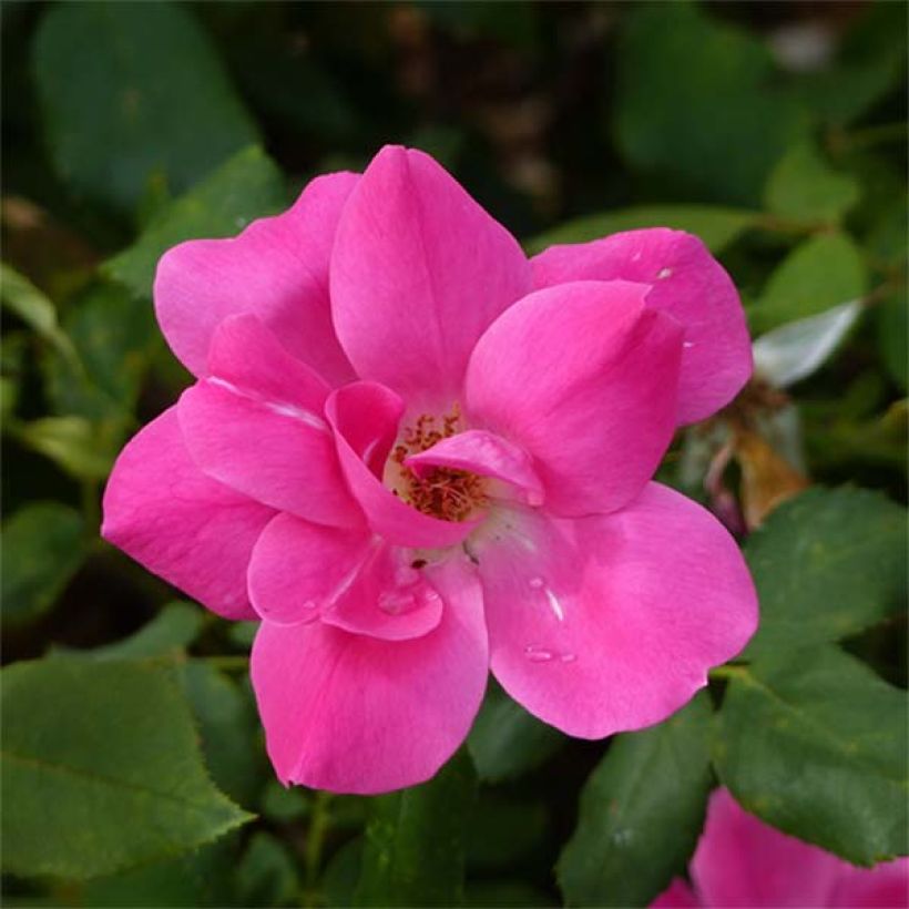 Rosier couvre-sol Pink Knock Out (Rodin) (Floraison)