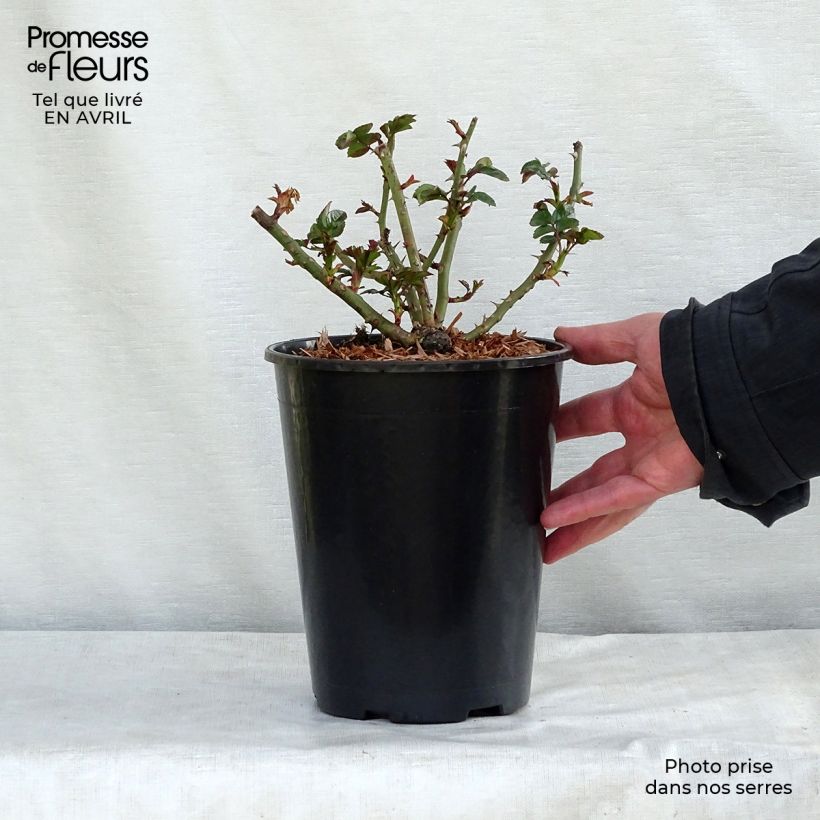 Spécimen de Rosier couvre-sol Rigo Aprikola en pot de 3L tel que livré au printemps