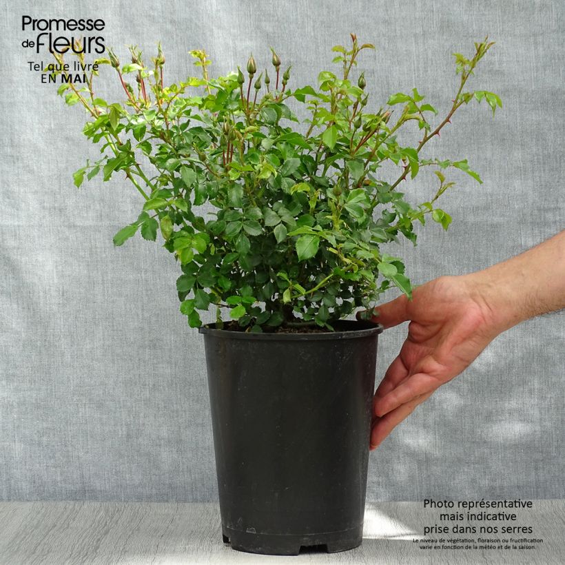 Spécimen de Rosier couvre-sol Rigo Diamant en pot de 3L/4L tel que livré au printemps