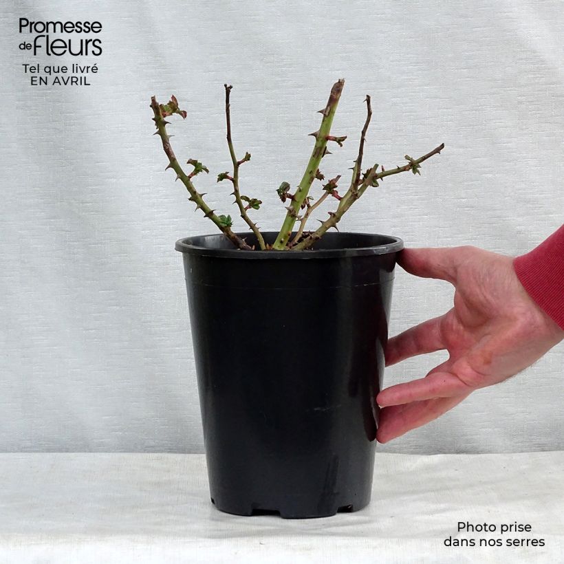 Spécimen de Rosier couvre-sol Rigo Rotilia en pot de 3L tel que livré au printemps