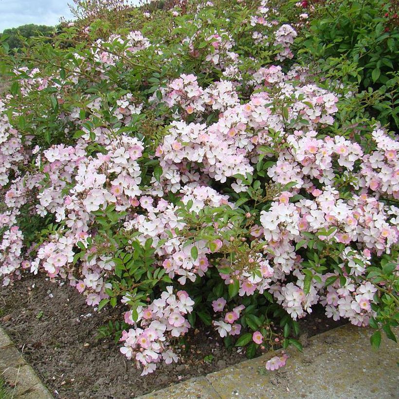 Rosier couvre-sol Robe Fleurie (Port)