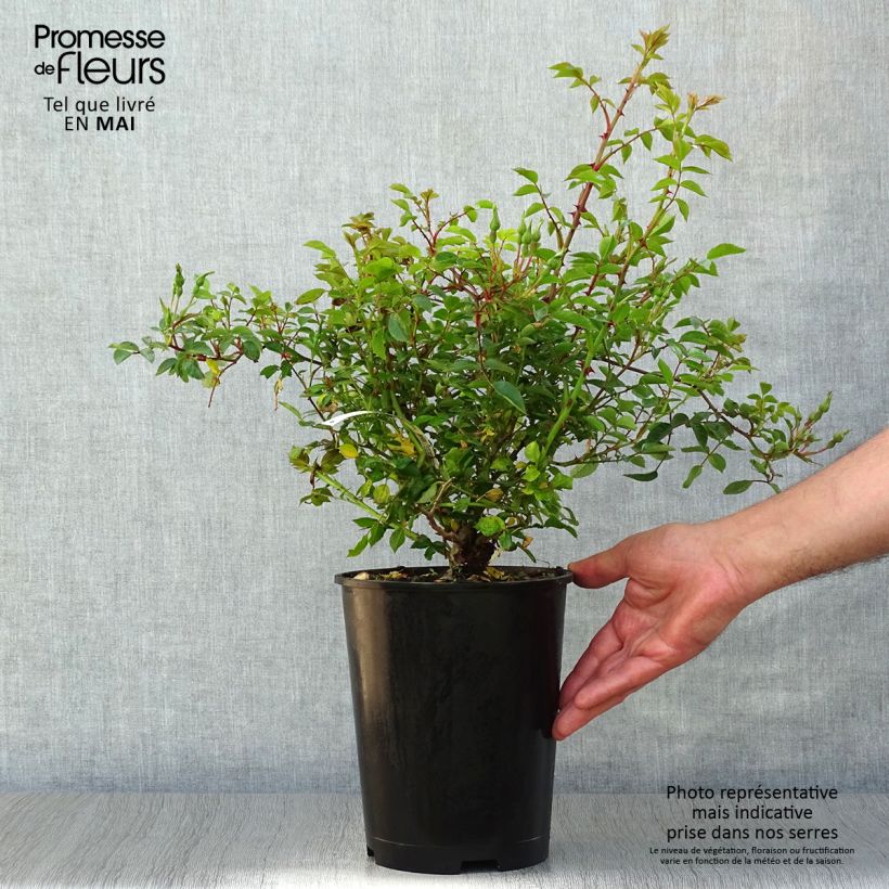 Spécimen de Rosier couvre-sol Rouge Cascade en pot de 3L tel que livré au printemps