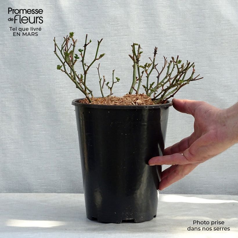 Spécimen de Rosier couvre-sol Satina en pot de 3L tel que livré au printemps